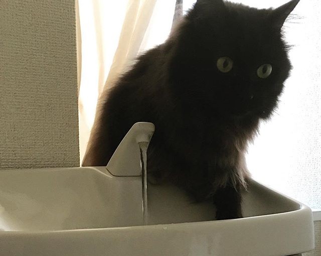 ロンダくん、うちにはウォーターファウンテンが2台もあるのに、どうしてここの水を飲むの⁈ #cat