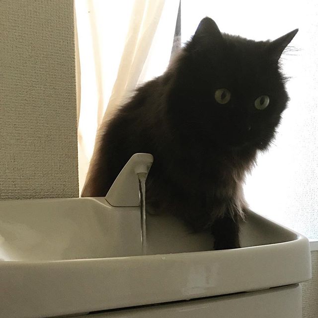 ロンダくん、うちにはウォーターファウンテンが2台もあるのに、どうしてここの水を飲むの⁈ #cat