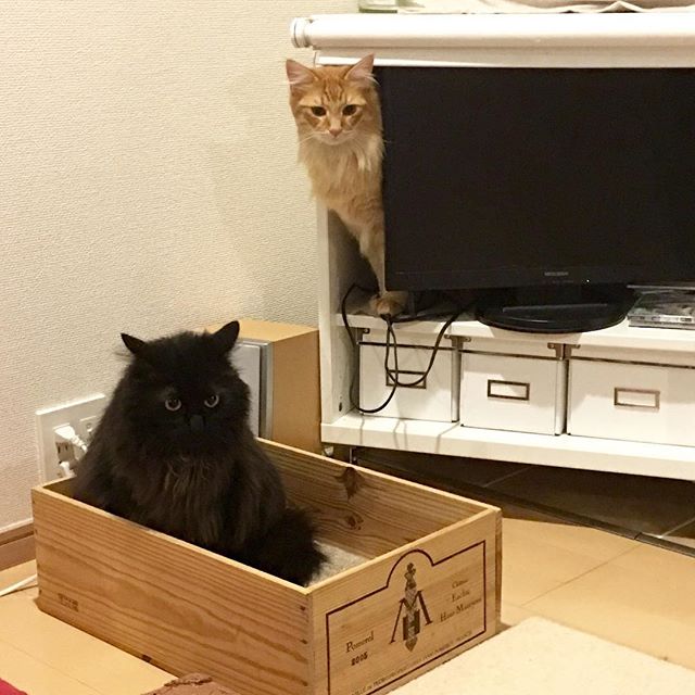 テレビから猫がはえてる！ #今日の2匹 （272）