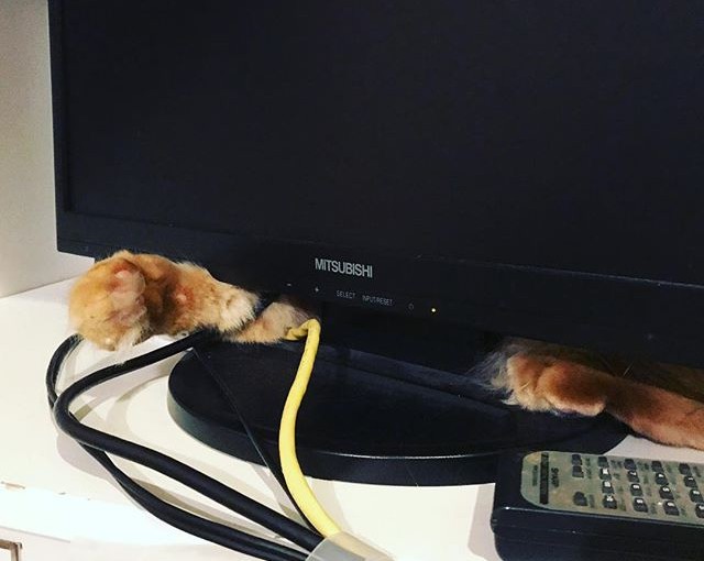 よ、妖怪テレビねこ！