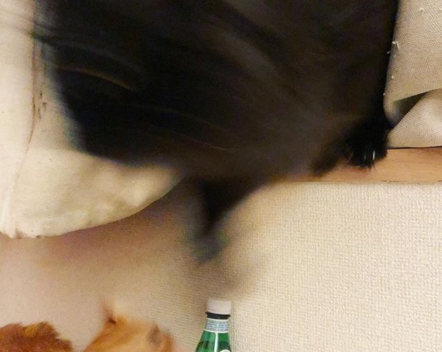 飛び出す黒猫、驚く茶猫