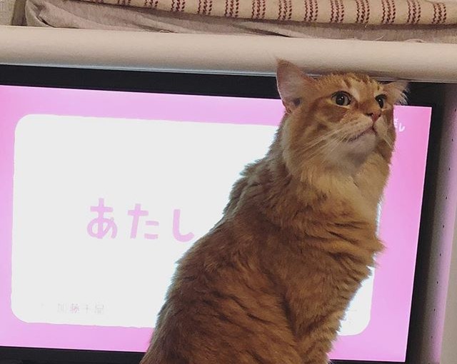 ぼく、ねこ（ねこねこ55より）