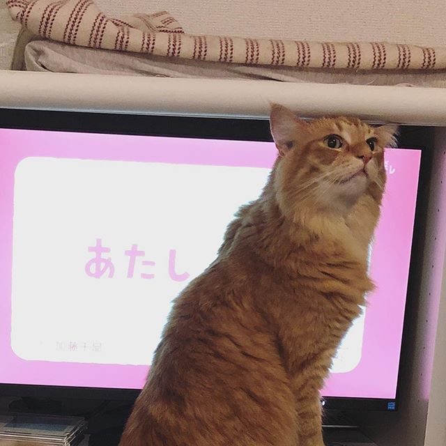 ぼく、ねこ（ねこねこ55より）