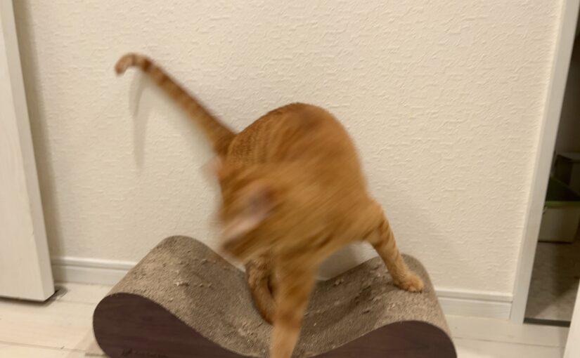 ええええ……！