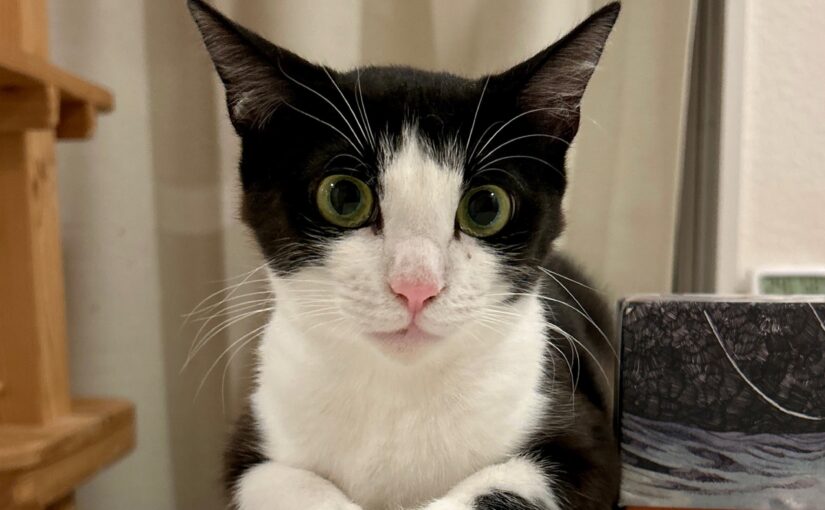 わたし、やくもです