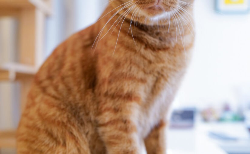 さんのへ、4歳！🎉