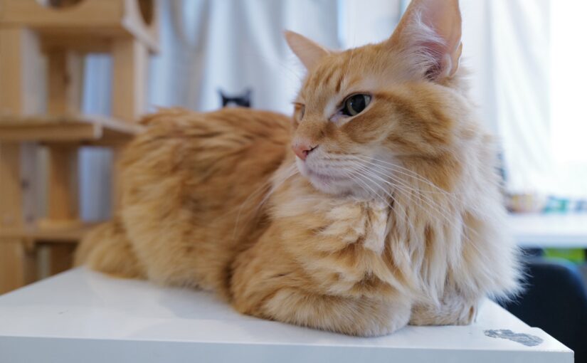 🎉コバン誕生日おめでとう〜🎂